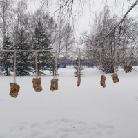 "Съедобные кормушки"